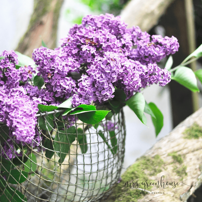 DIY - Ein romantischer Fliederkranz aus dem Garten und eine zarte Tischdekoration aus Hortensienblüten