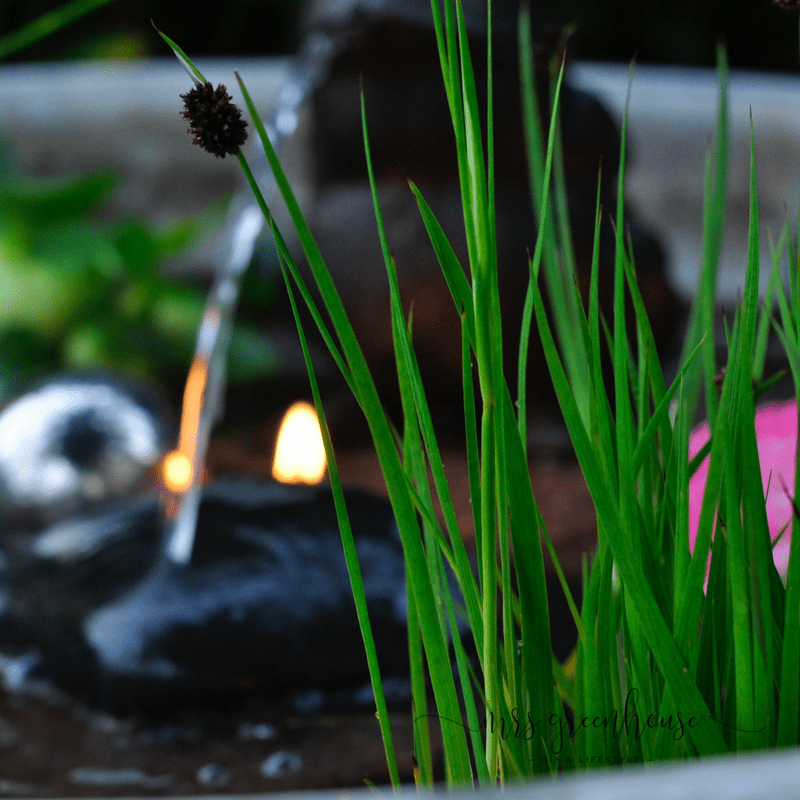 Binsen im Mini-Teich - Garten DIY