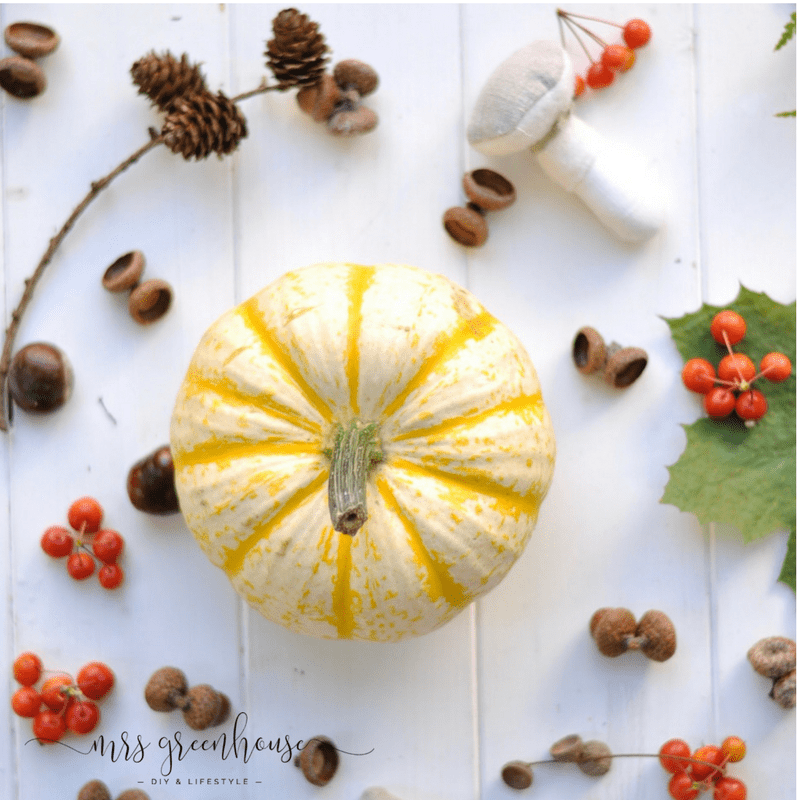 Sukkulenten im Kürbis Tischdeko