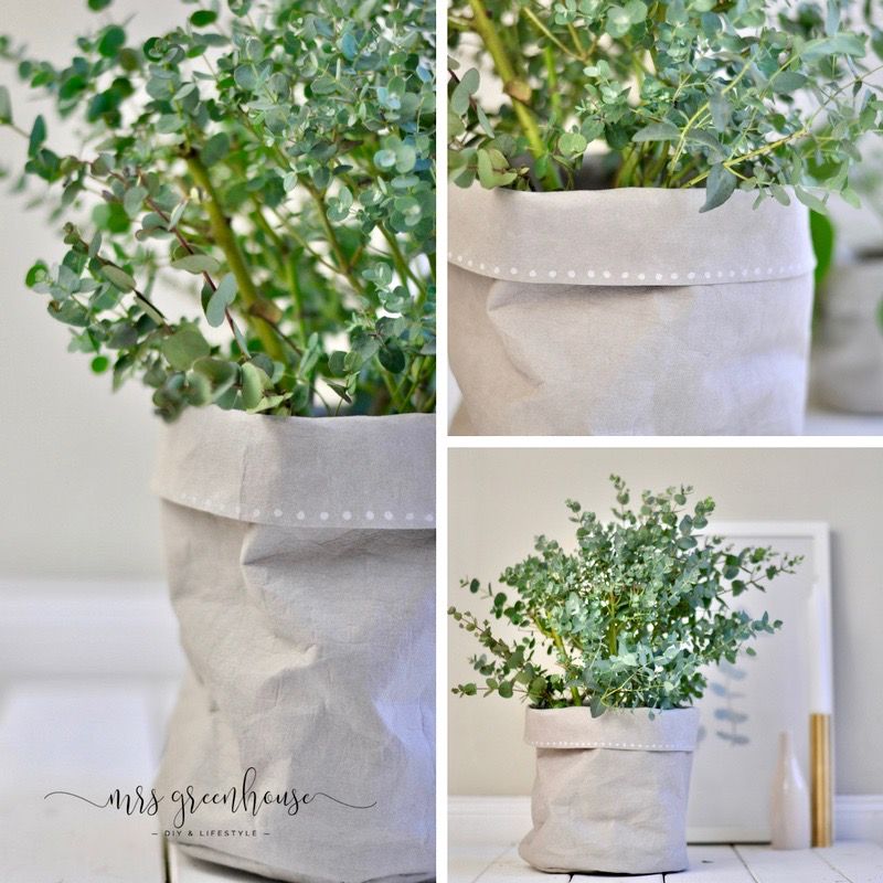 Neuer Pflanztopf für den Eukalyptus - ein DIY aus SnapPap