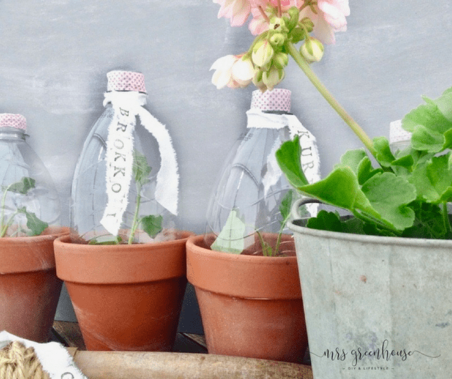 Mini-Greenhouse in 5 Minuten selbermachen