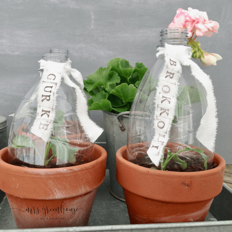 Mini-Greenhouse in 5 Minuten selbermachen