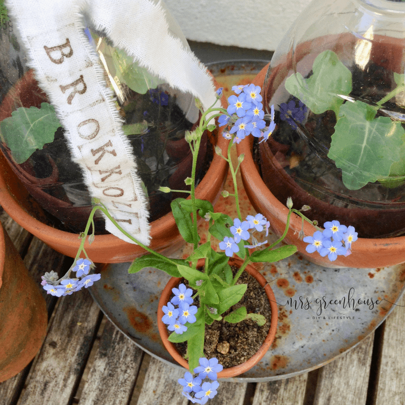 Mini-Greenhouse in 5 Minuten selbermachen