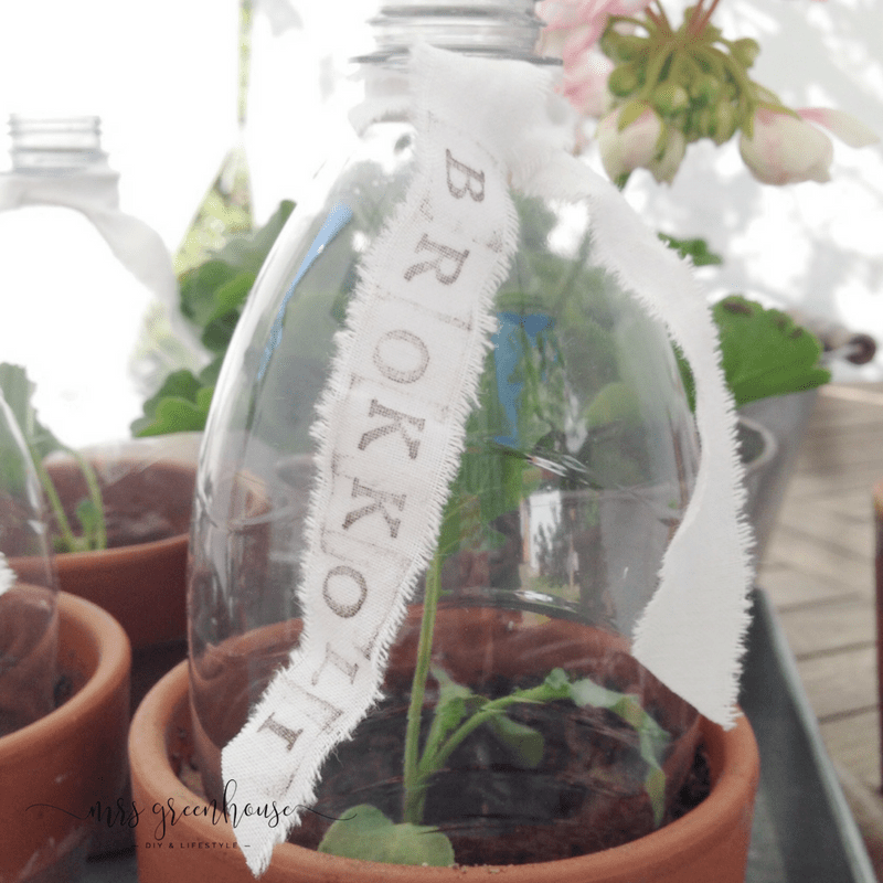 Mini-Greenhouse in 5 Minuten selbermachen