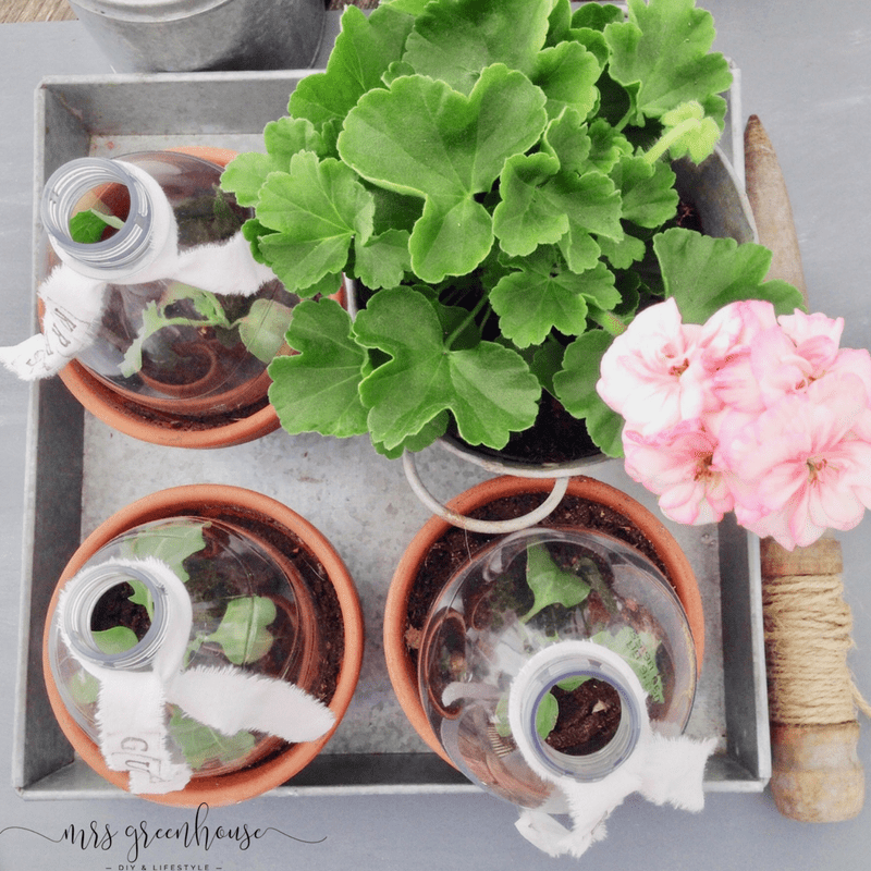 Mini-Greenhouse in 5 Minuten selbermachen