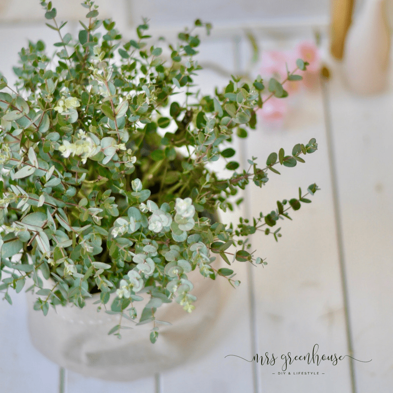 Neuer Pflanztopf für den Eukalyptus - ein DIY aus SnapPap