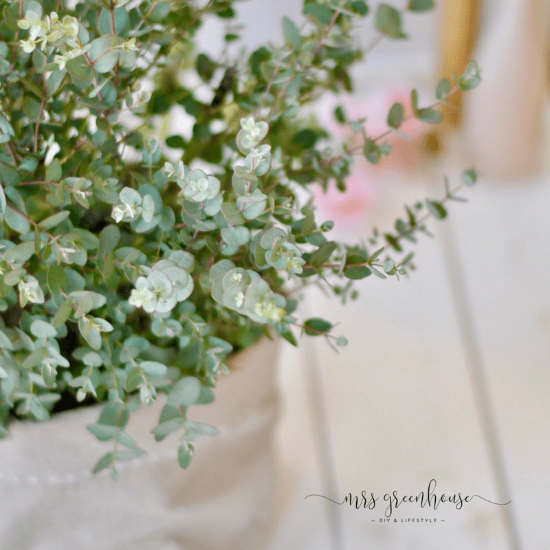 Neuer Pflanztopf für den Eukalyptus - ein DIY aus SnapPap