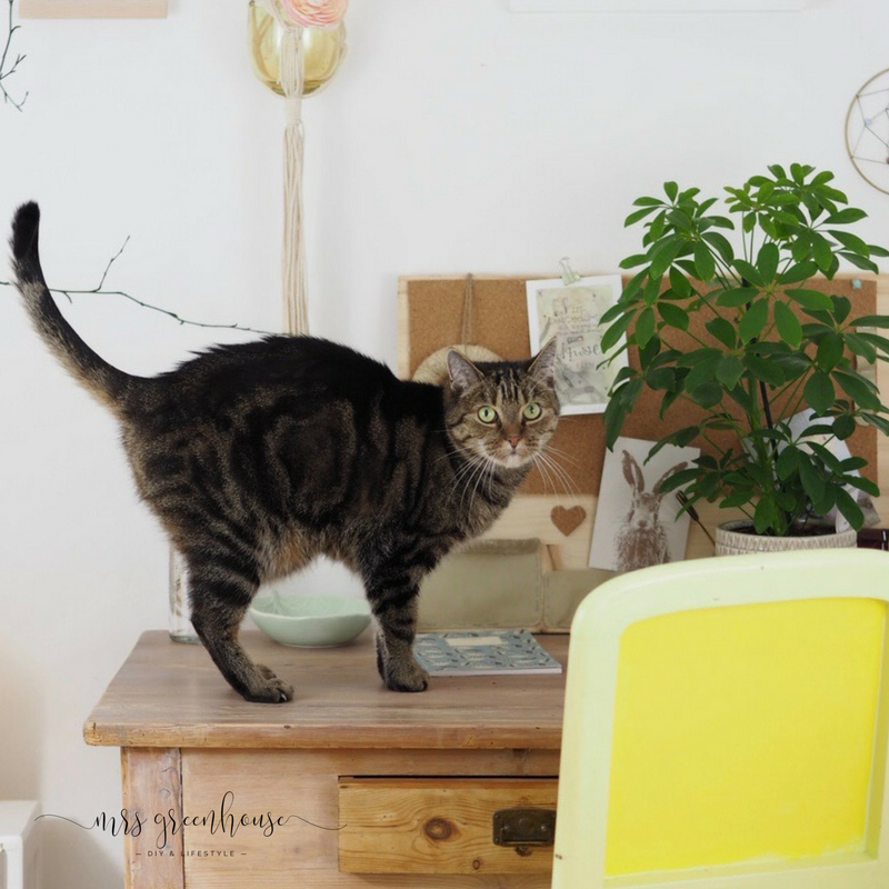 Eine Macramé-Blumenampel