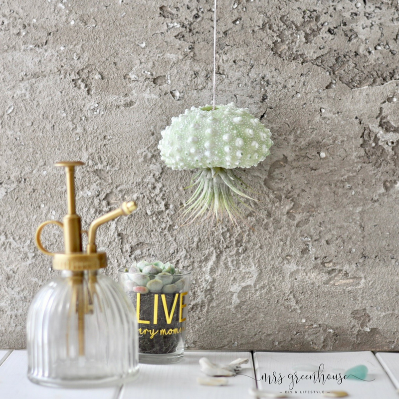 Tillandsien-DIY-Mrsgreenhouse-