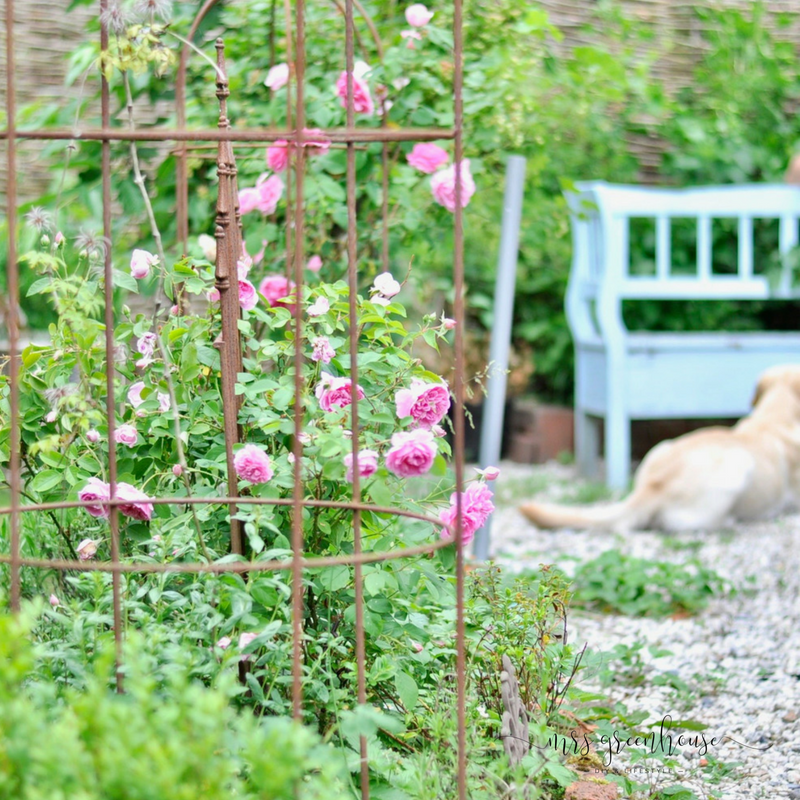 Ein Apfelglück zum Blind-Date