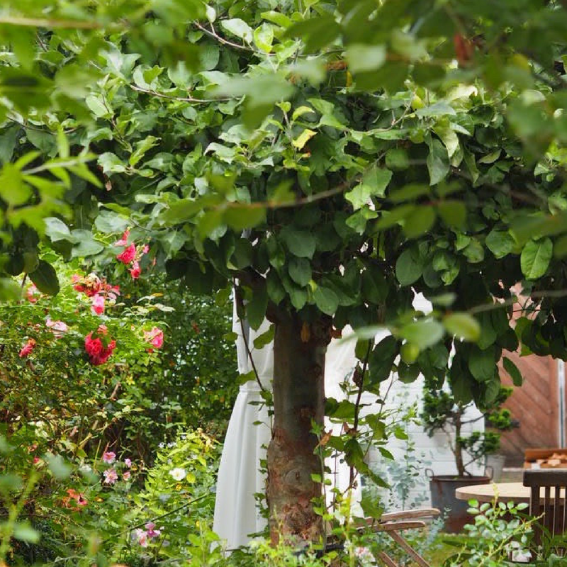Ein Apfelglück zum Blind-Date