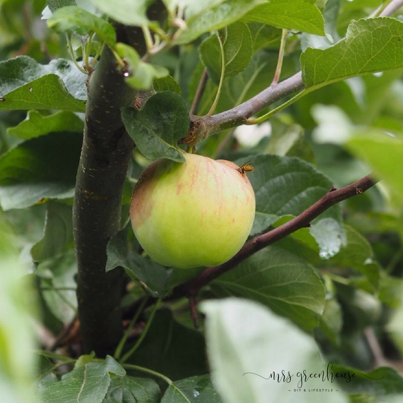Ein Apfelglück zum Blind-Date