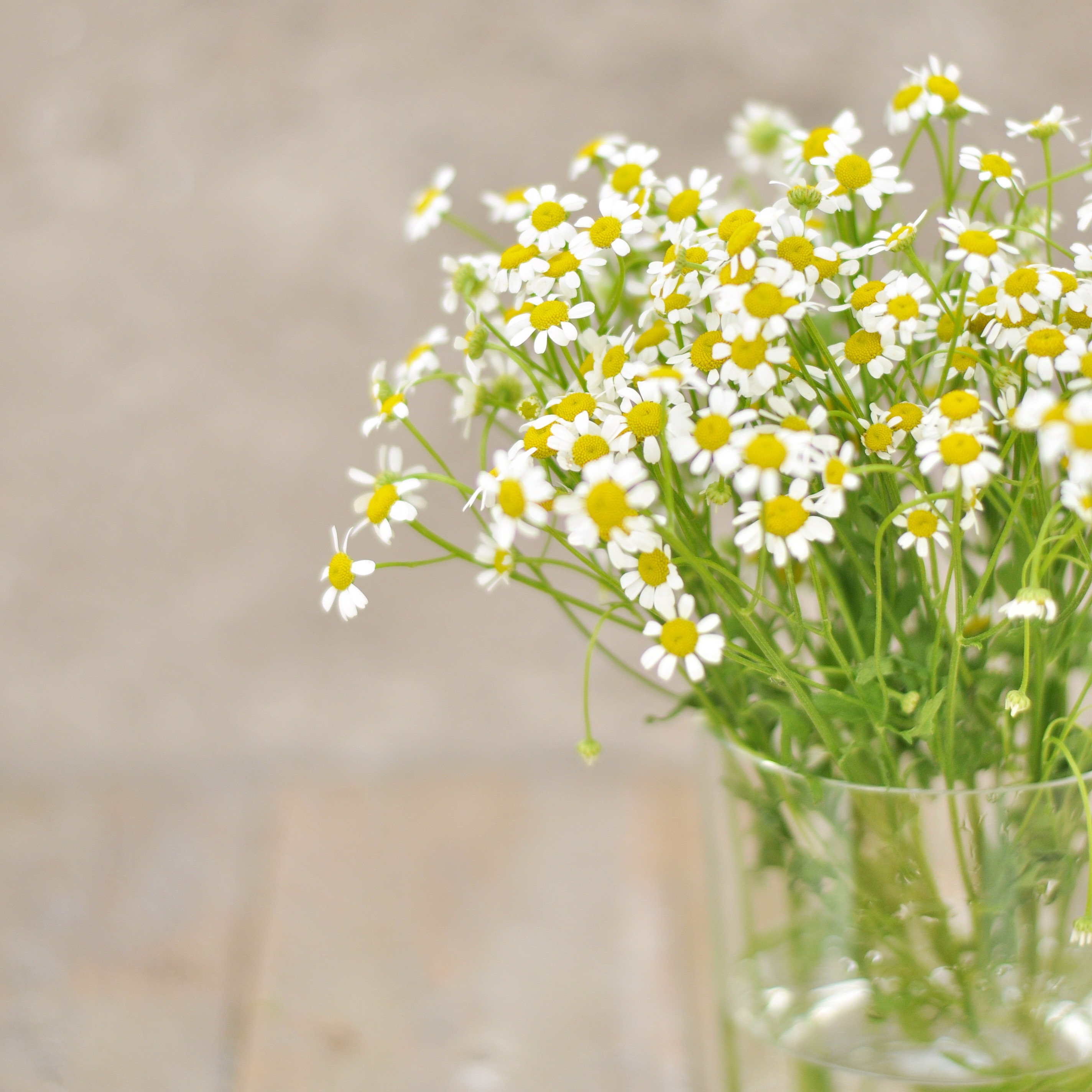 Ein Apfelglück zum Blind-Date