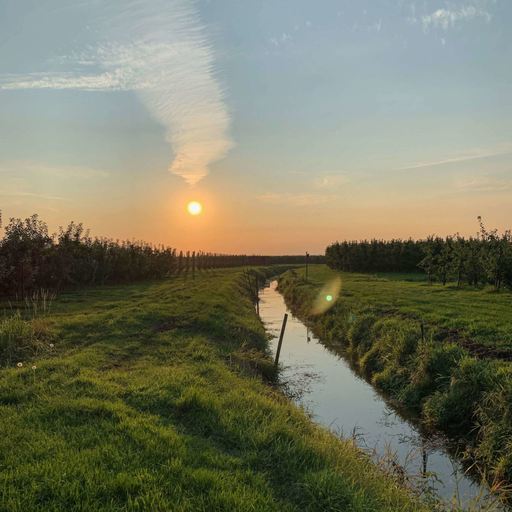 Abenddämmerung im Alten Land