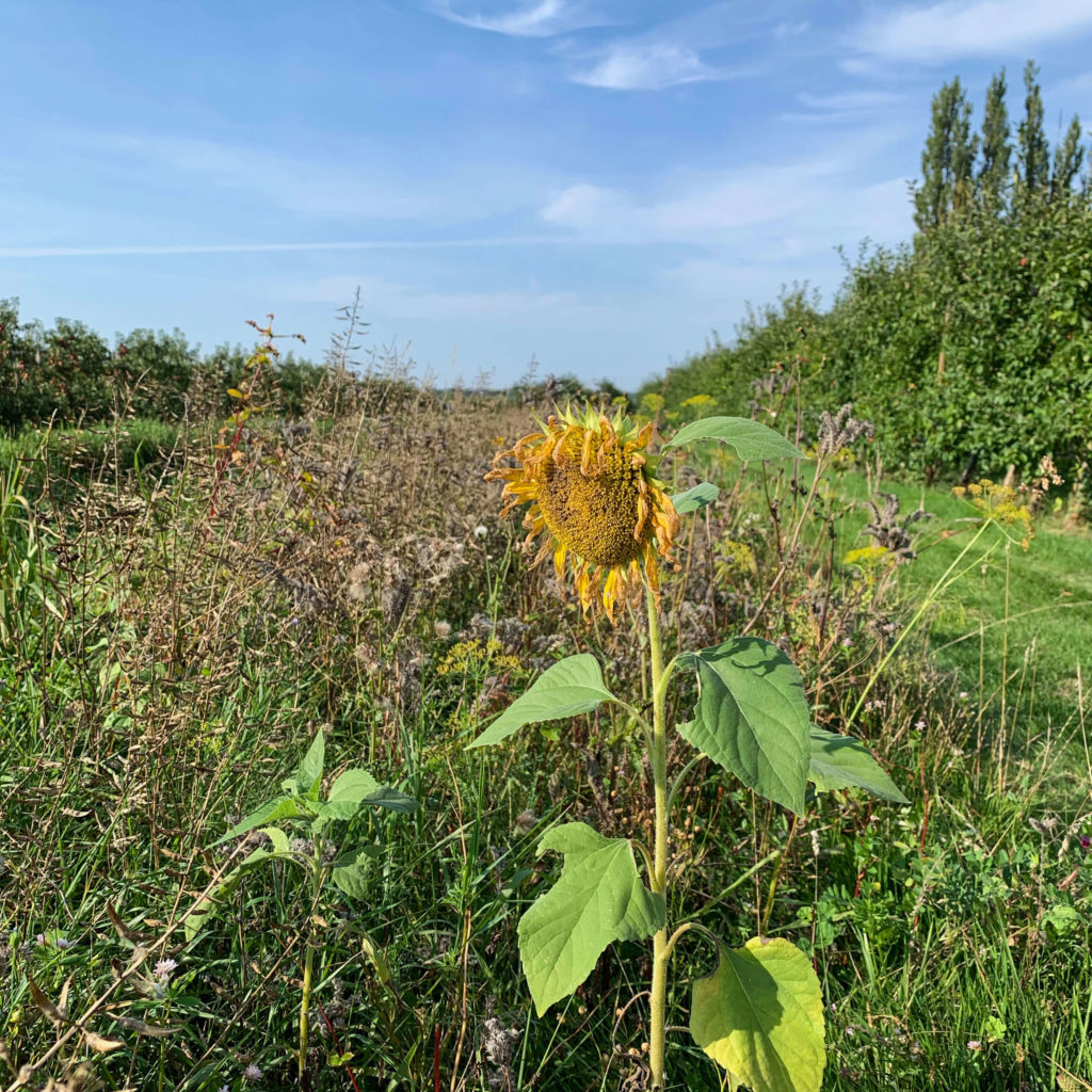 Biotope im Alten Land
