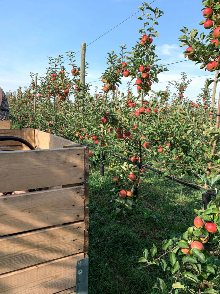 Obstplantage im Alten Land