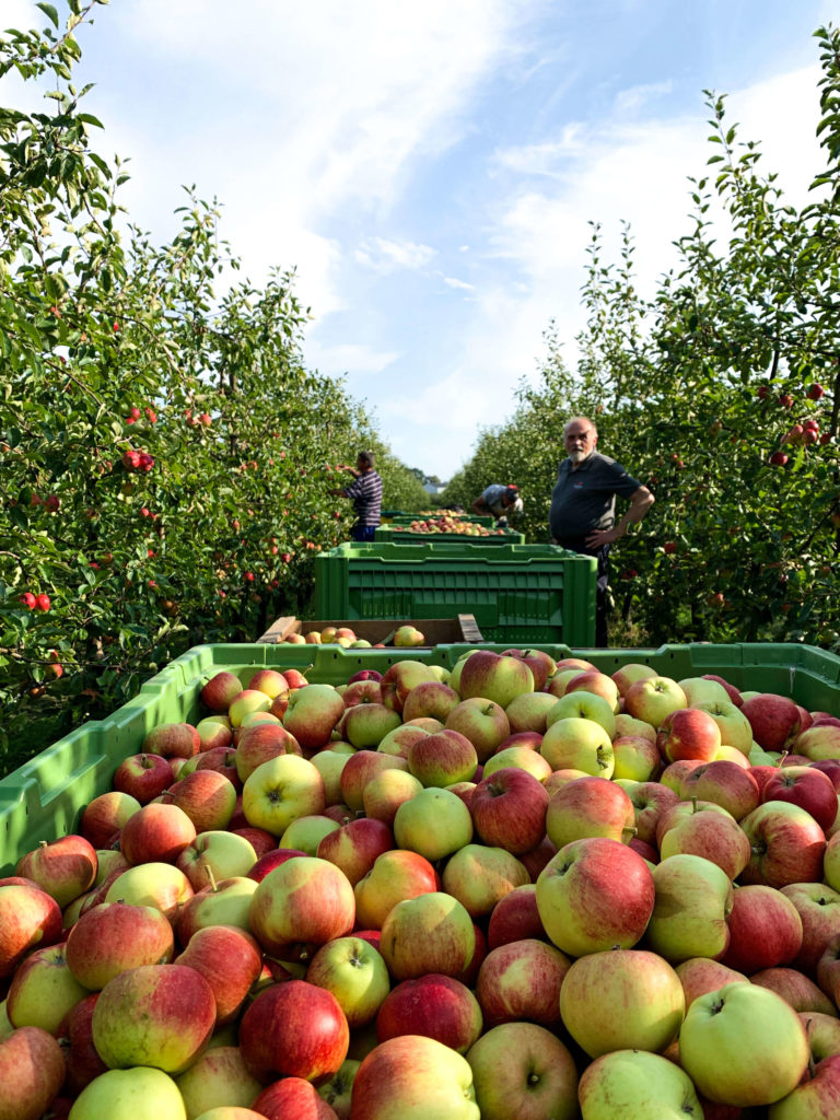 Obsternte im Alten Land