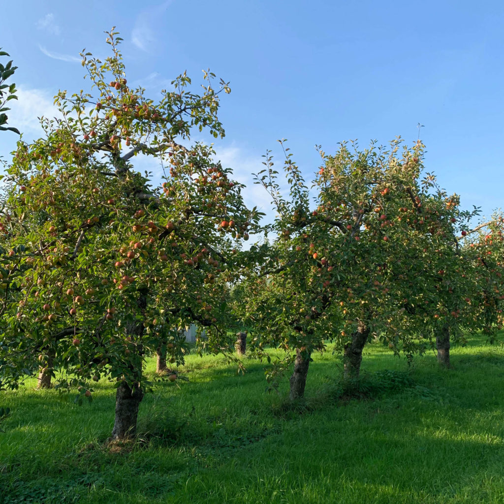 Hamburger Apfelschnitten Rezept und ein Besuch im Alten Land