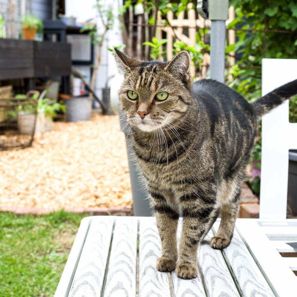 Rankhilfe aus Ästen selber machen