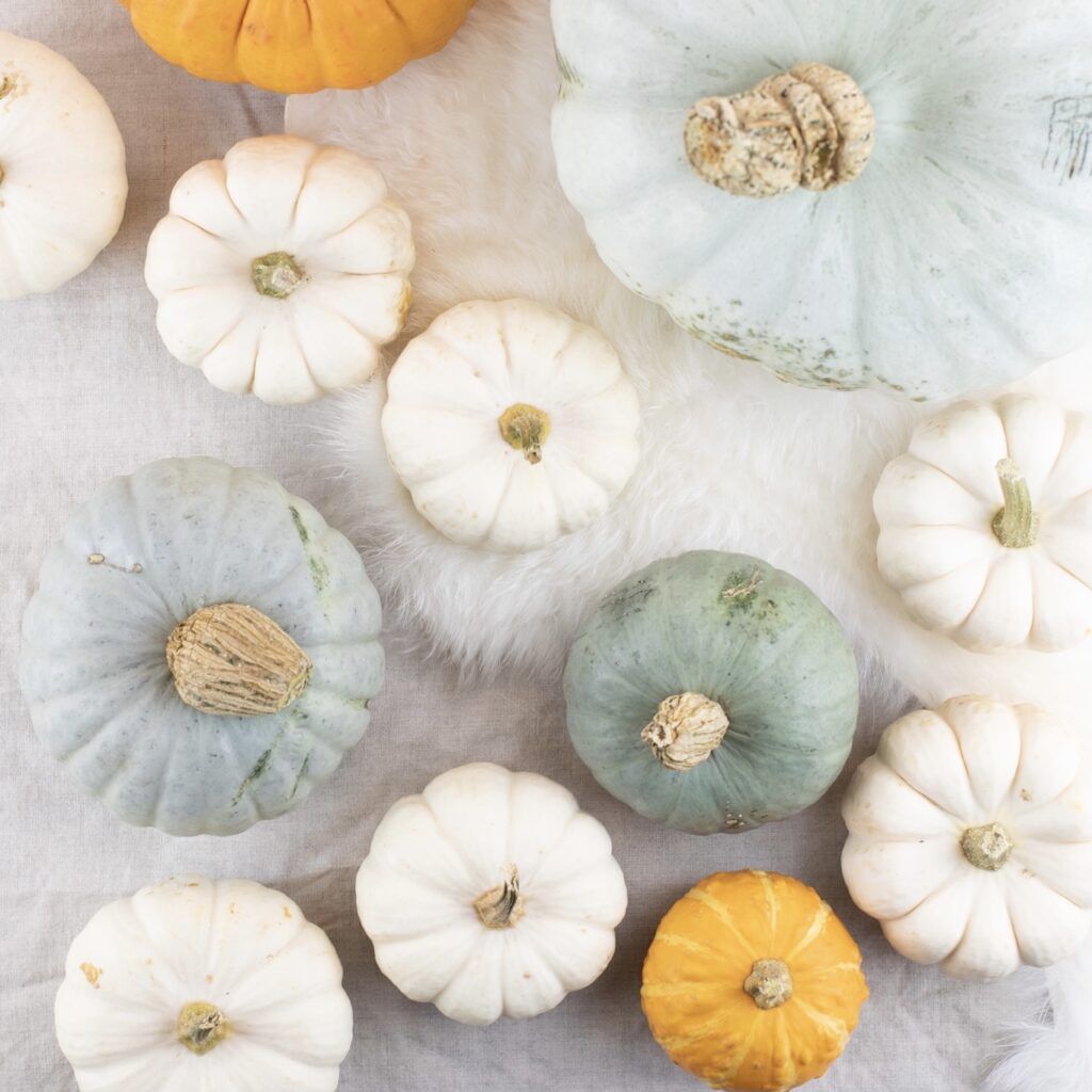 Kürbisse für Kürbiskranz