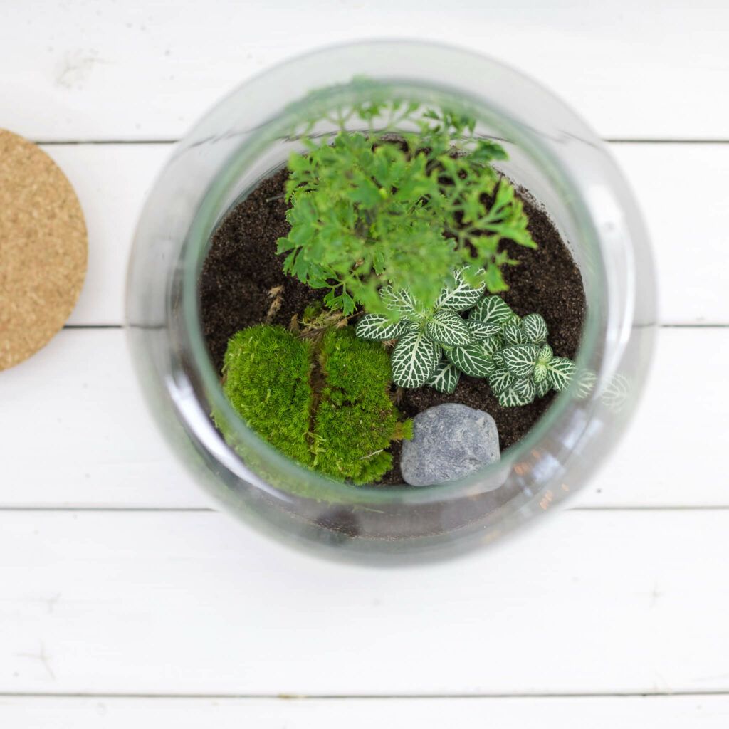 Einen Flaschengarten anlegen