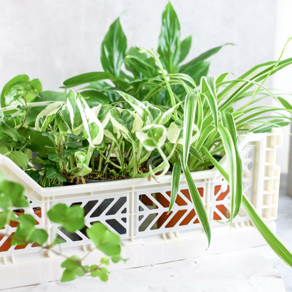 Pflanzen für dunkle Räume