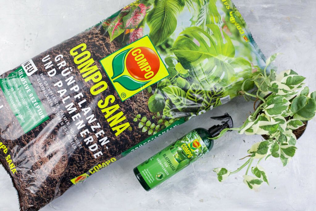Compo Blattpflege und Erde für Zimmerpflanzen