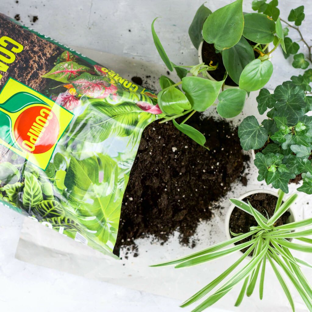 Compo Erde für Zimmerpflanzen