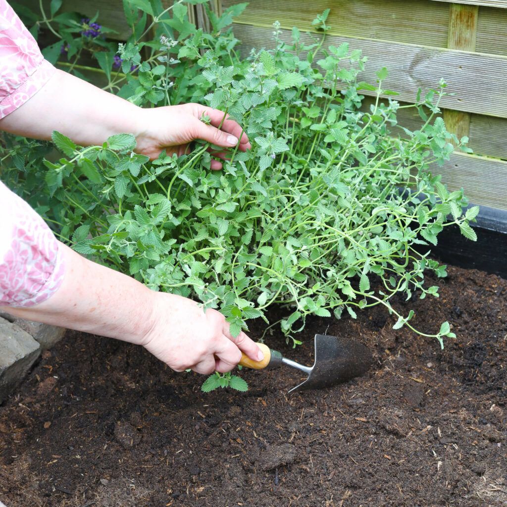 Kräuter ins Beet pflanzen. Kräuerbeet aus Steinen