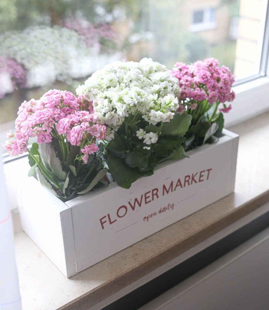 Pflanzenbox selber bauen