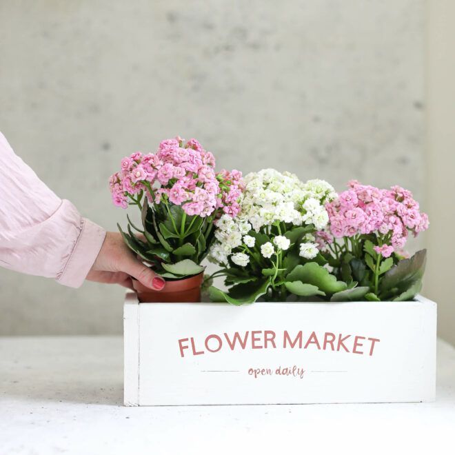 Pflanzenbox selber machen