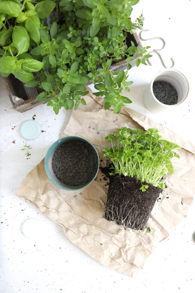 Kräuter in DIY Dosen Upcycling Pflanztöpfe pflanzen