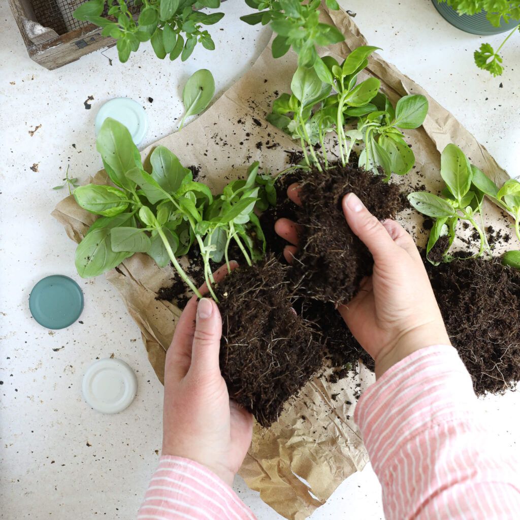 Basilikum teilen für einen besseren Wachstum