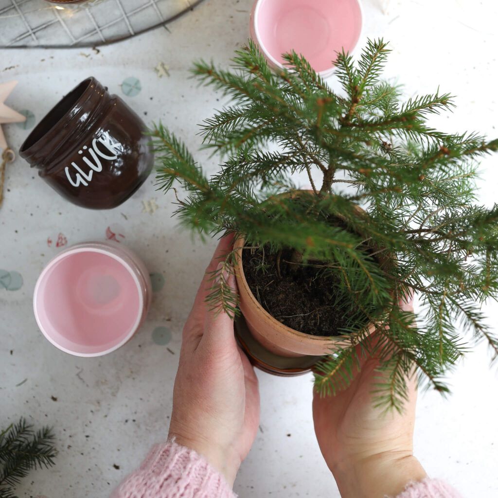 Minitanne in Glück Glas pflanzen für Wunschbaum im Glas
